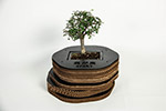 Упаковка для бансаи
